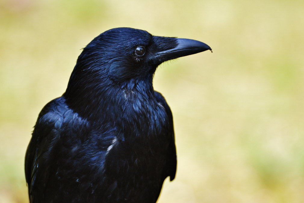 crow in japanese