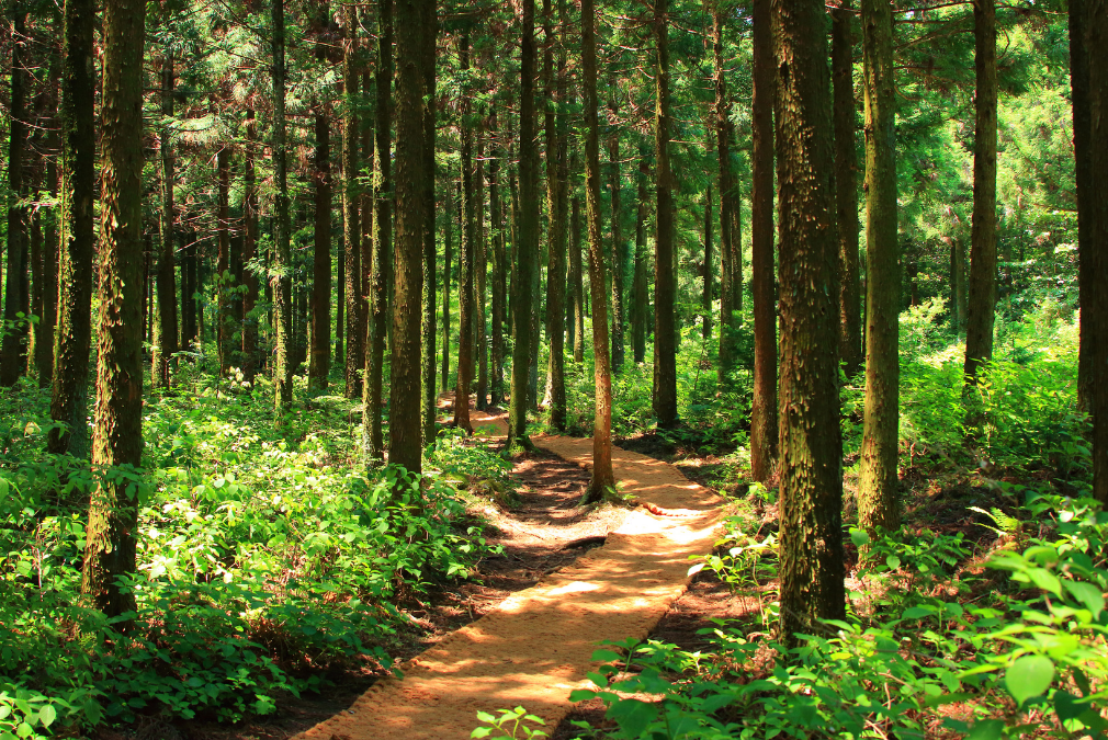 Discover How to Say Forest in Japanese – A Brief Guide