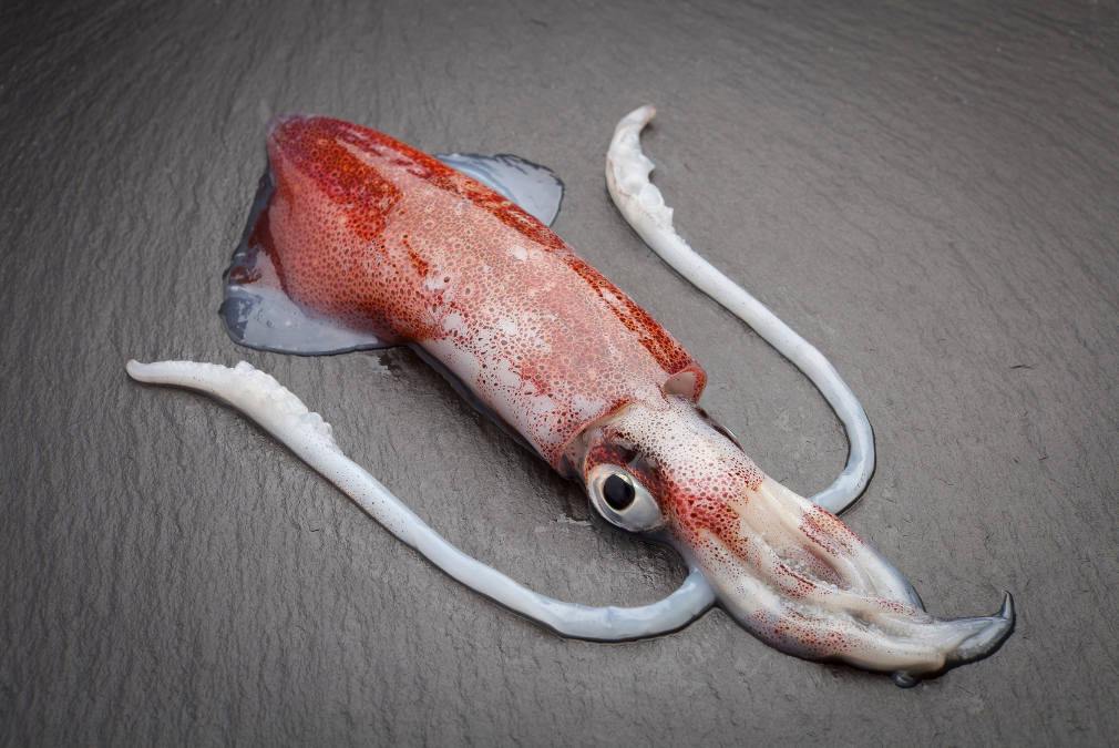 Mastering Japanese: How to Say Squid in Japanese