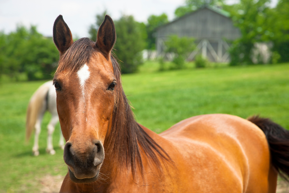 Mastering the Art: How to Say Horse in Japanese – A Simple Guide