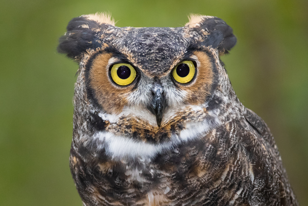 Owl in Japanese