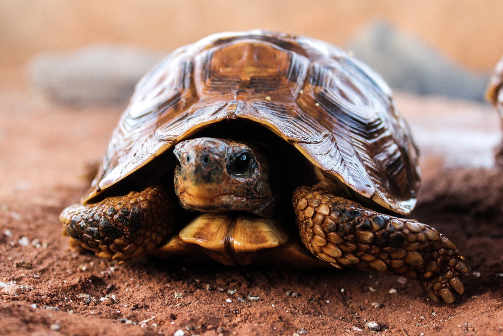 Learn How to Say Turtle in Japanese – Helpful Guide