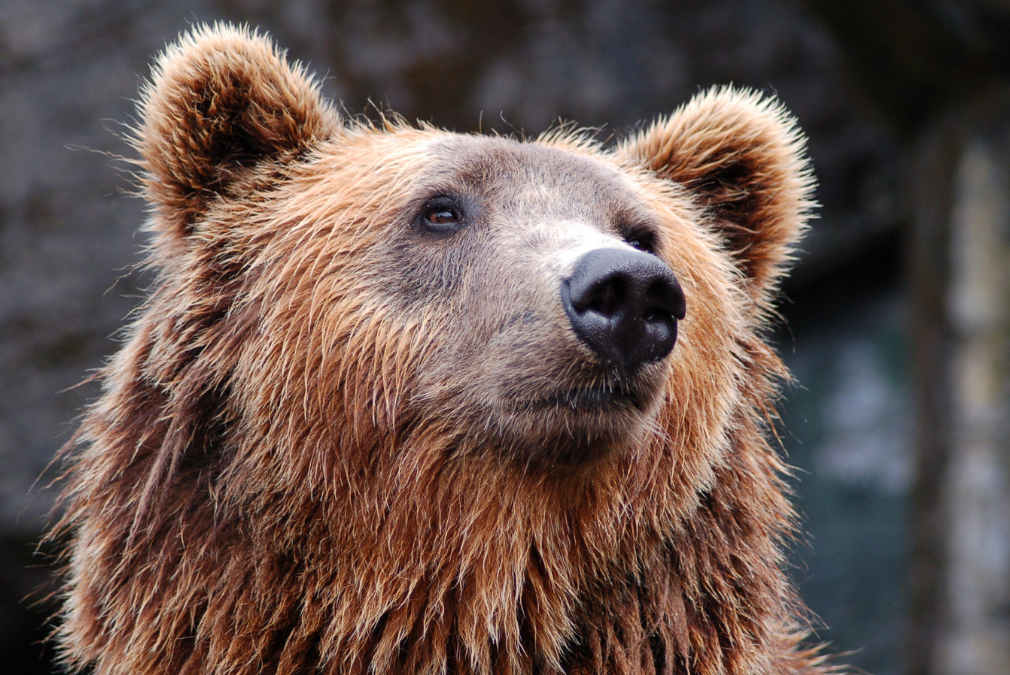 Mastering Languages: How to Say Bear in Japanese