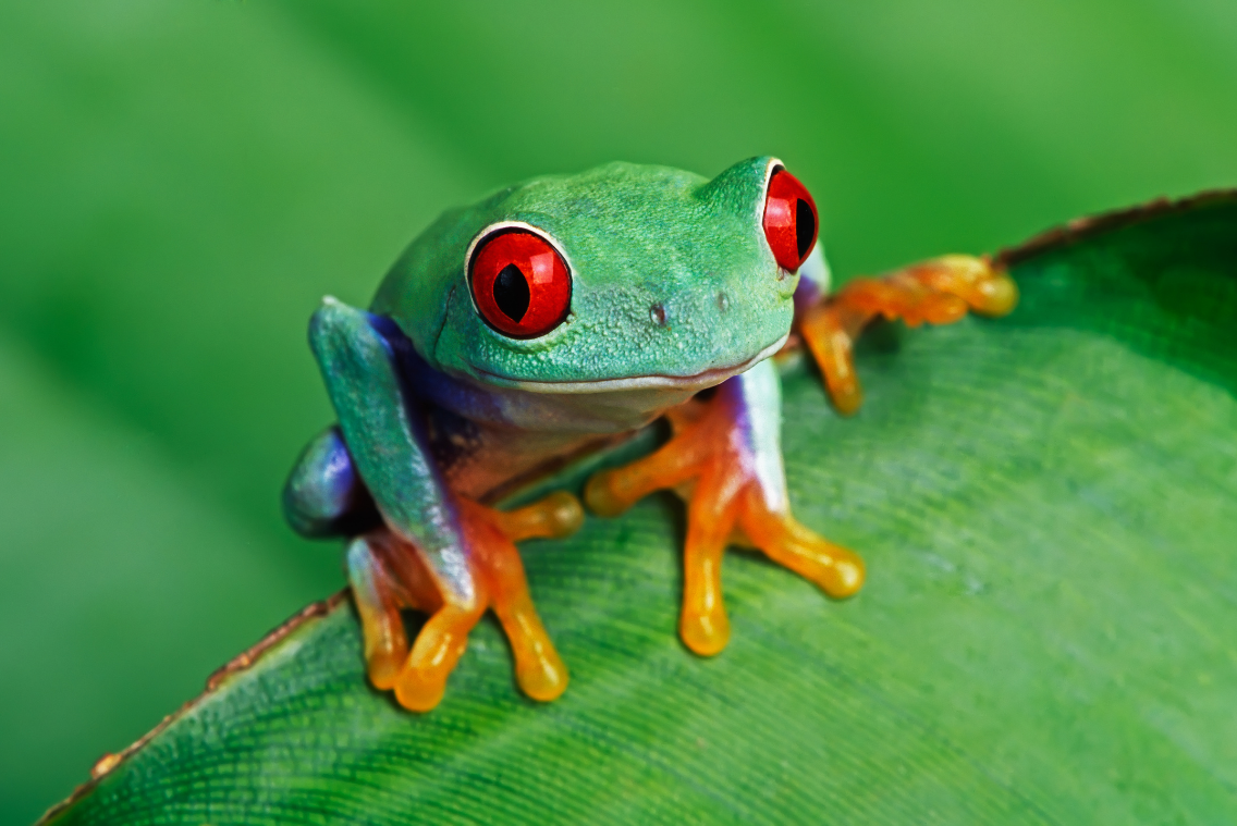Learning Basics: How to Say Frog in Japanese