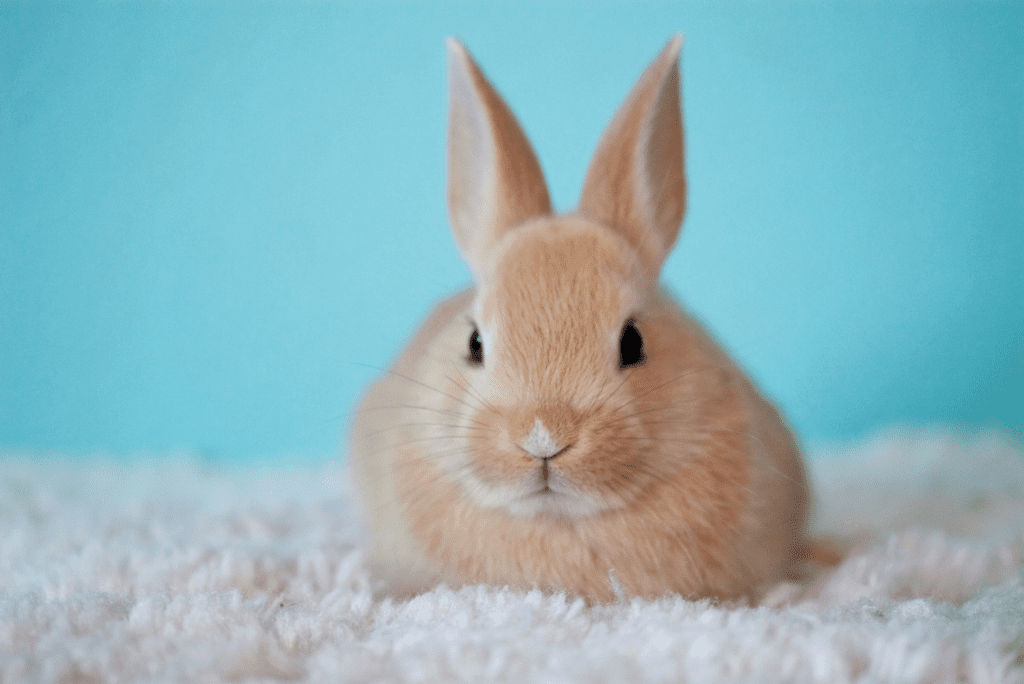 Rabbit in Japanese