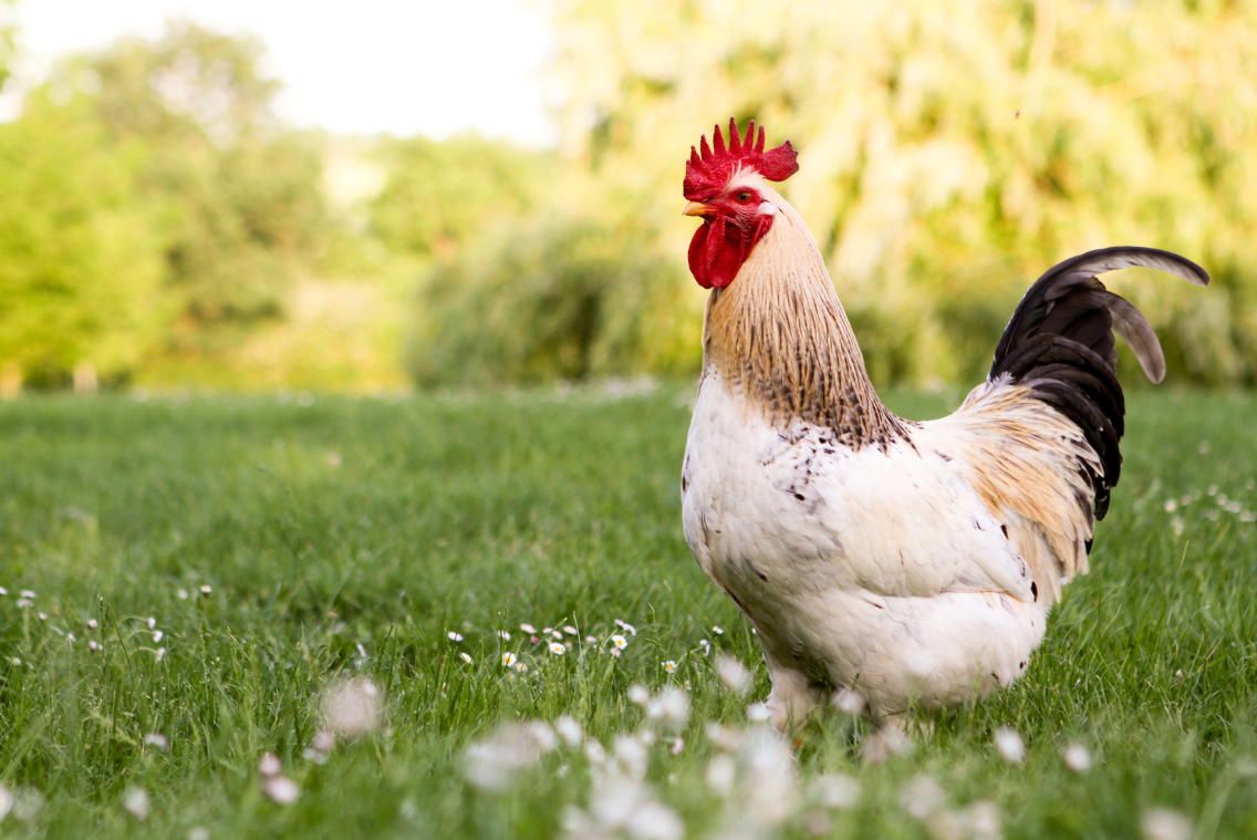 Mastering Japanese: How to Say Chicken in Japanese