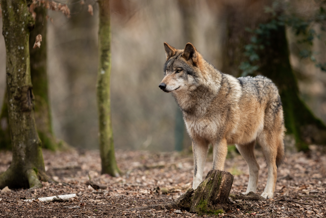 Discover How to Say Wolf in Japanese – Guide & Tips