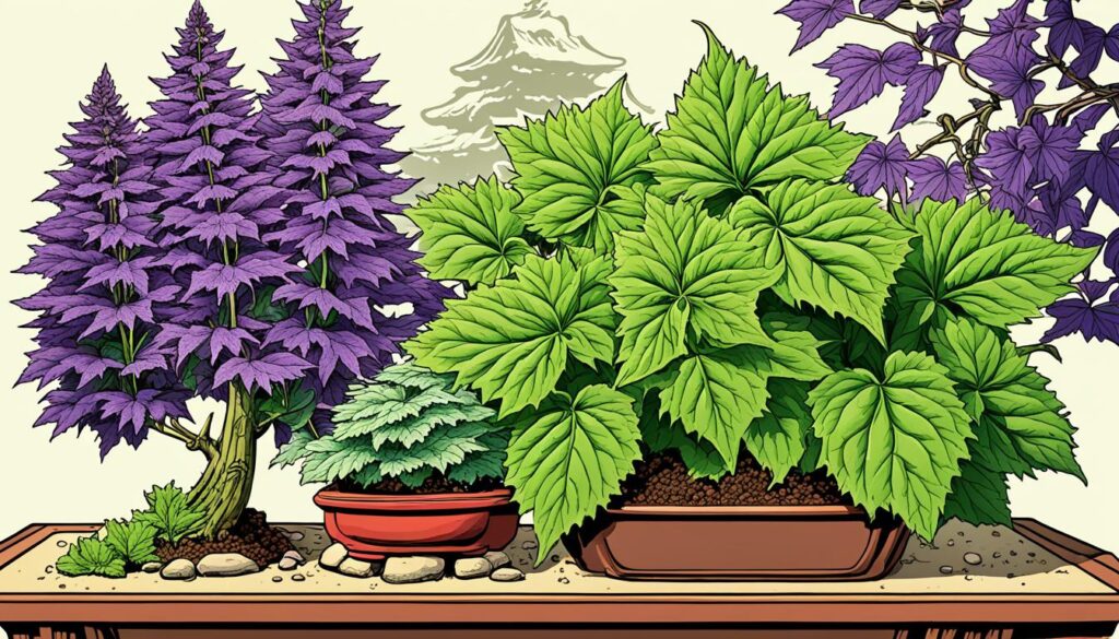 What does shiso mean in Japanese?